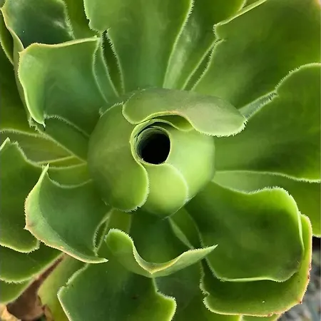 아파트 La Bomboniera *